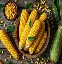 Maize