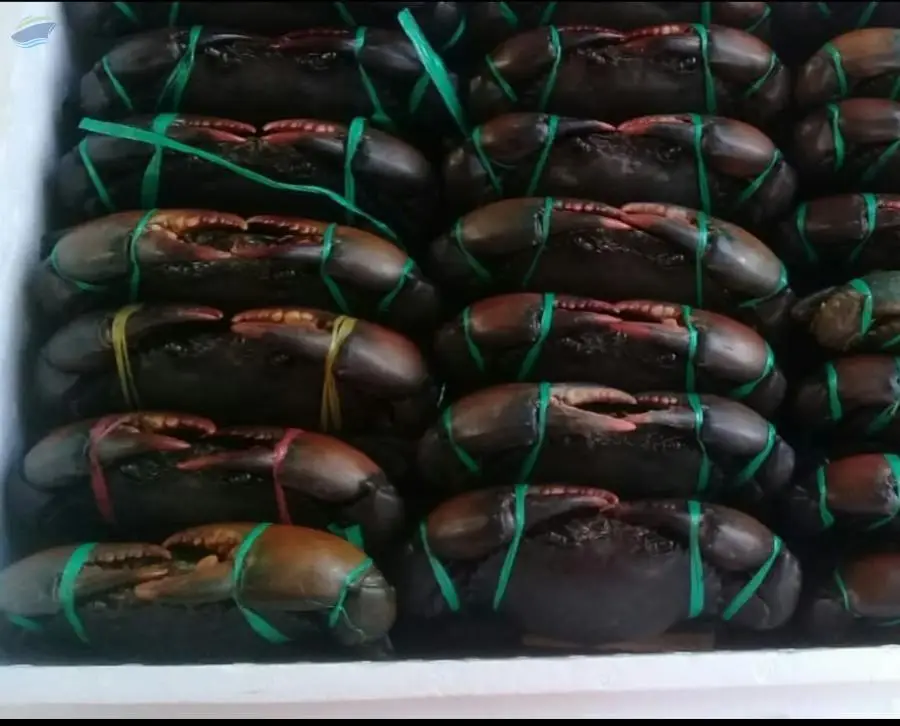 Live Crab