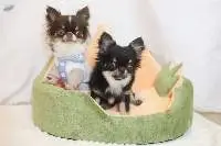 Seasons Nest Bed For Dogs And Cats