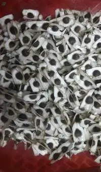 Moringa Seeds