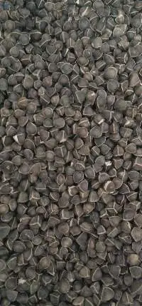 Moringa Wingless Seeds