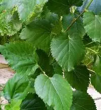 Mulberry Dried Leaves