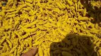 Turmeric Finger