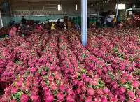 Dragon Fruit