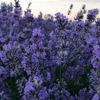 Lavender Oil