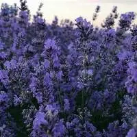 Lavender Oil