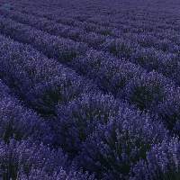 Organic Lavender Oil