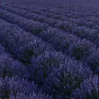 Organic Lavender Oil