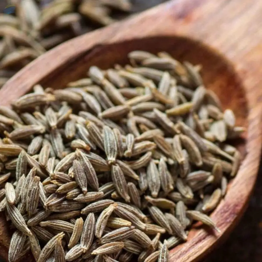 Cumin Seed