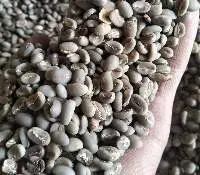 Coffee Arabica Green Bean