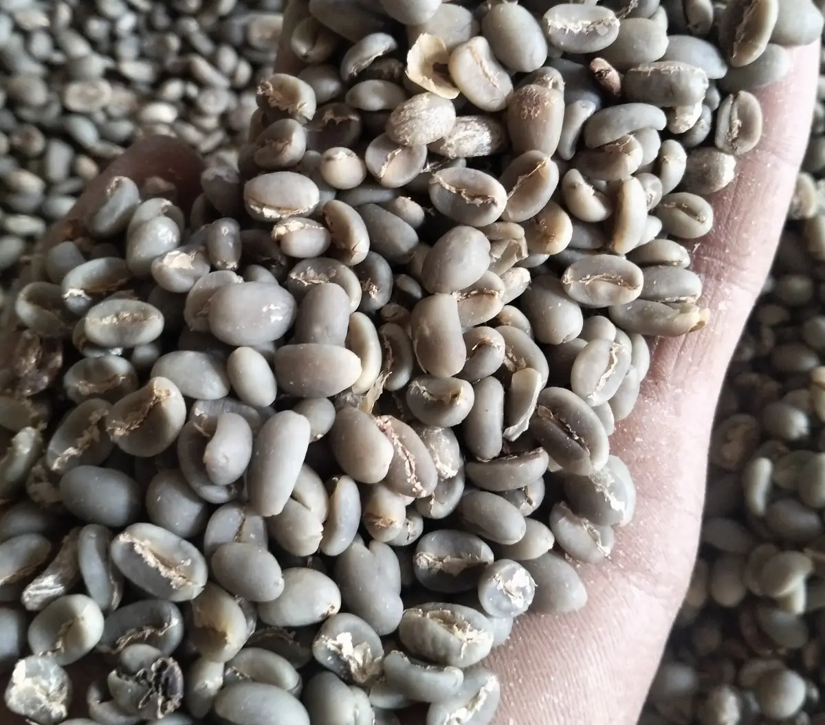 Coffee Arabica Green Bean