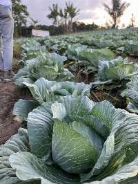 Cabbage