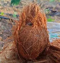 Semi Husked Coconut