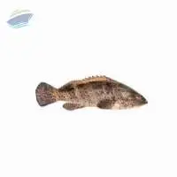 Reef Cod (Fish)