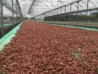 Cocoa Beans