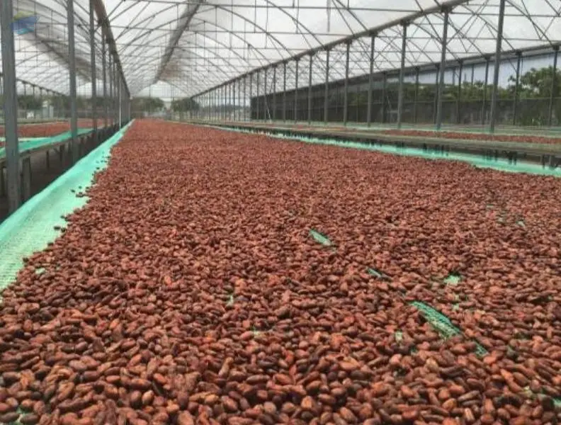 Cocoa Beans