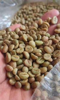 Coffee Bean Robusta Arabica Liberica