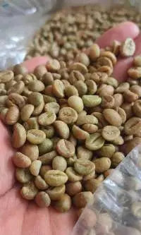 Coffee Bean Robusta Arabica Liberica