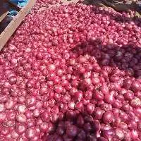 Onion