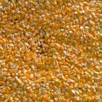 Maize