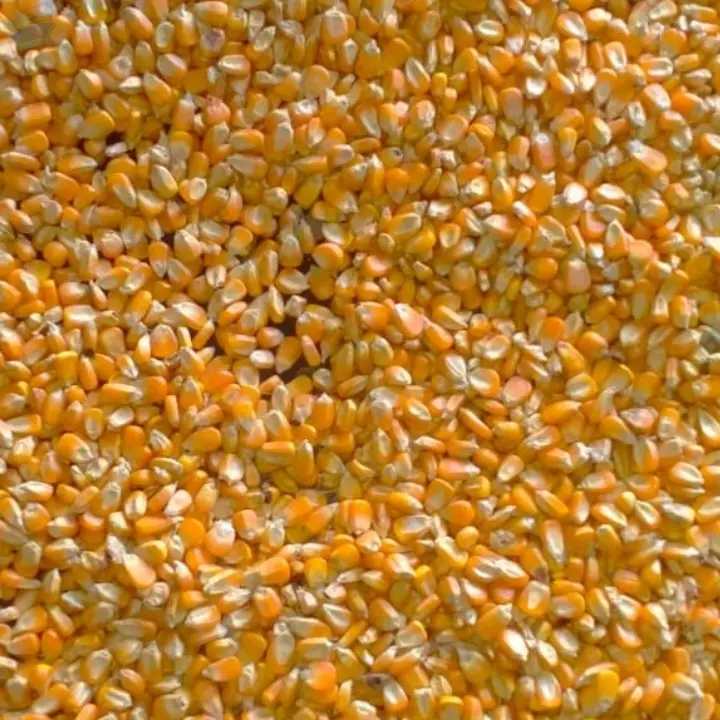 Maize