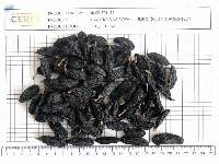 Dried Black Raisins Jumbo