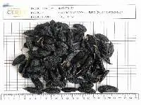 Dried Black Raisins Jumbo