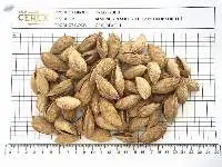 Almonds In Soft Shell
