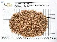Brown Pinto Kidney Beans