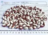 Red Calypso Kidney Beans