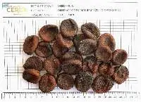 Natural Sun-Dried Apricots