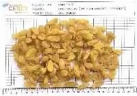 Dried Golden Raisins Jumbo