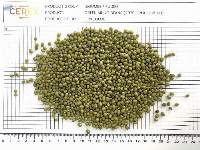 Green Mung Beans