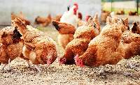 Poultry