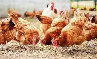 Poultry