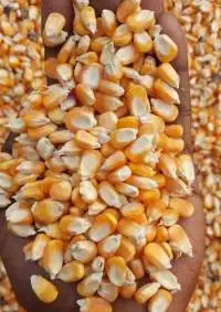 Yellow Corn Maize