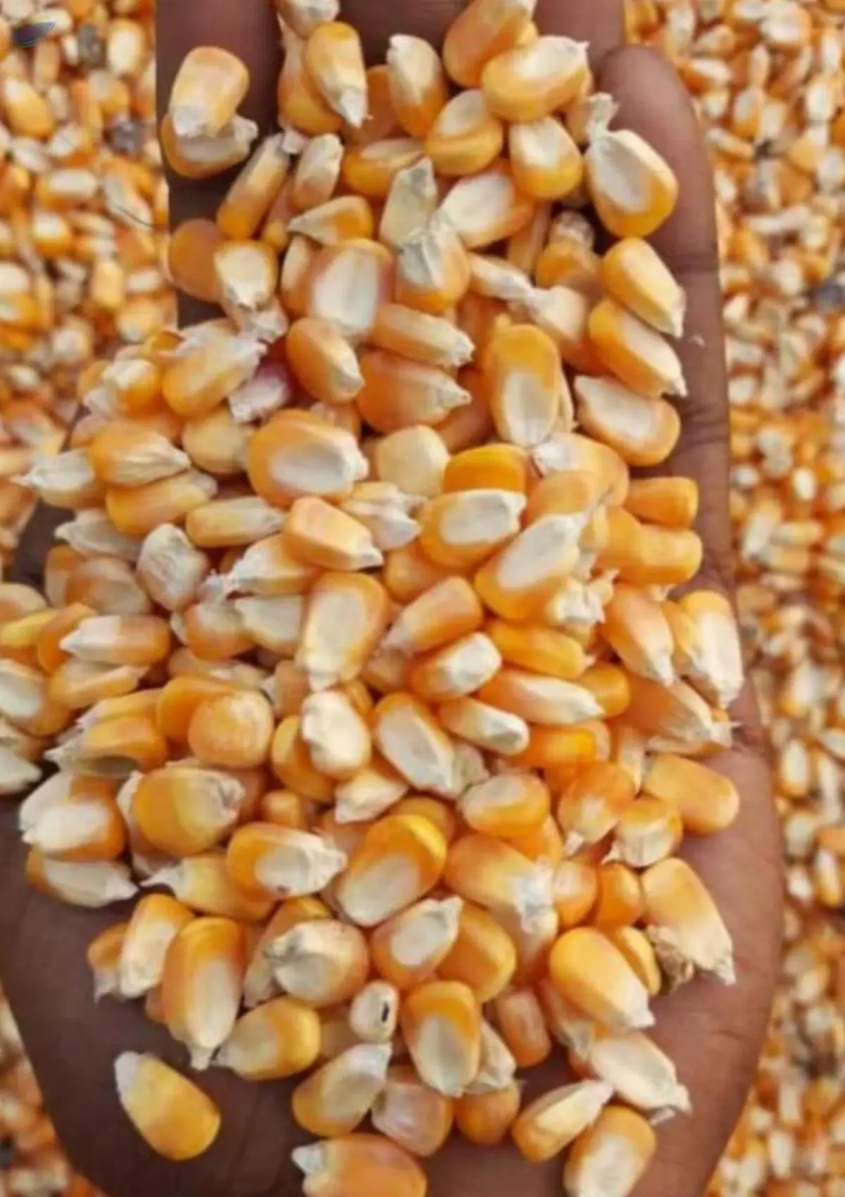 Yellow Corn Maize