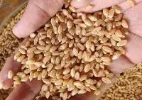 Milling Wheat