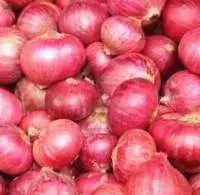 Onion
