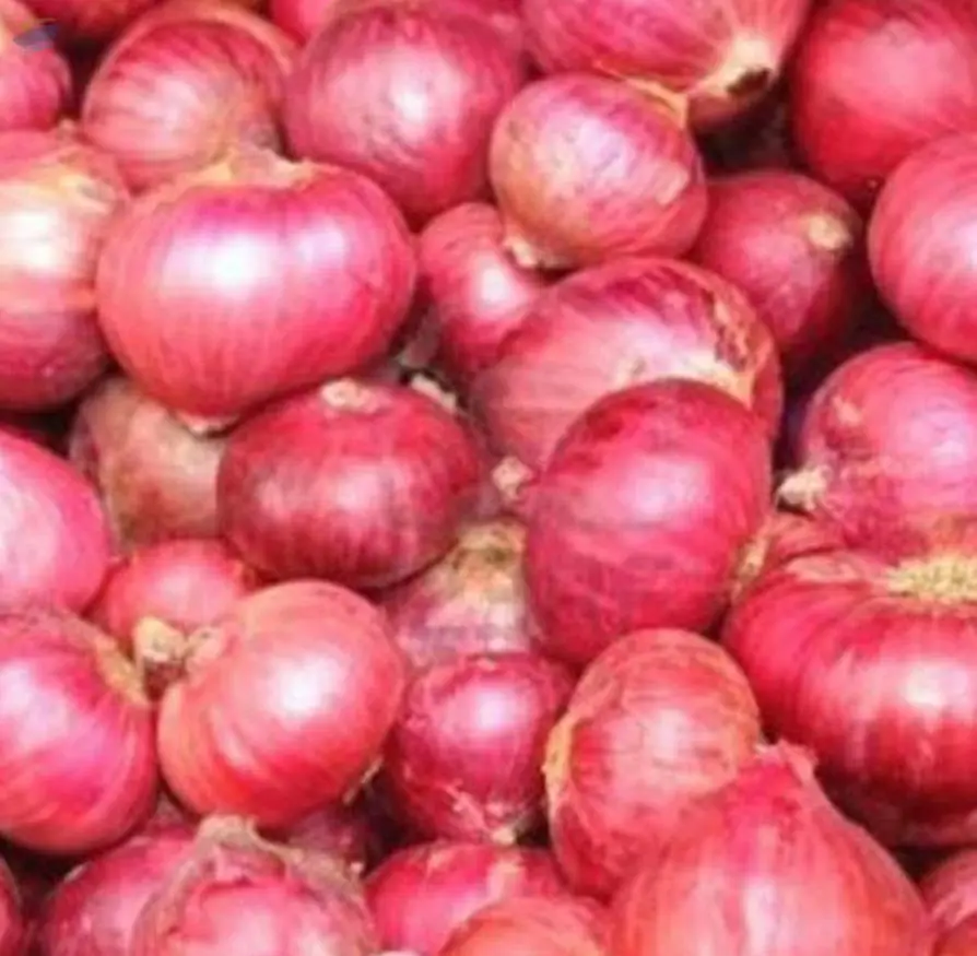 Onion
