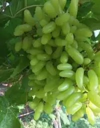 A Grade Grapes
