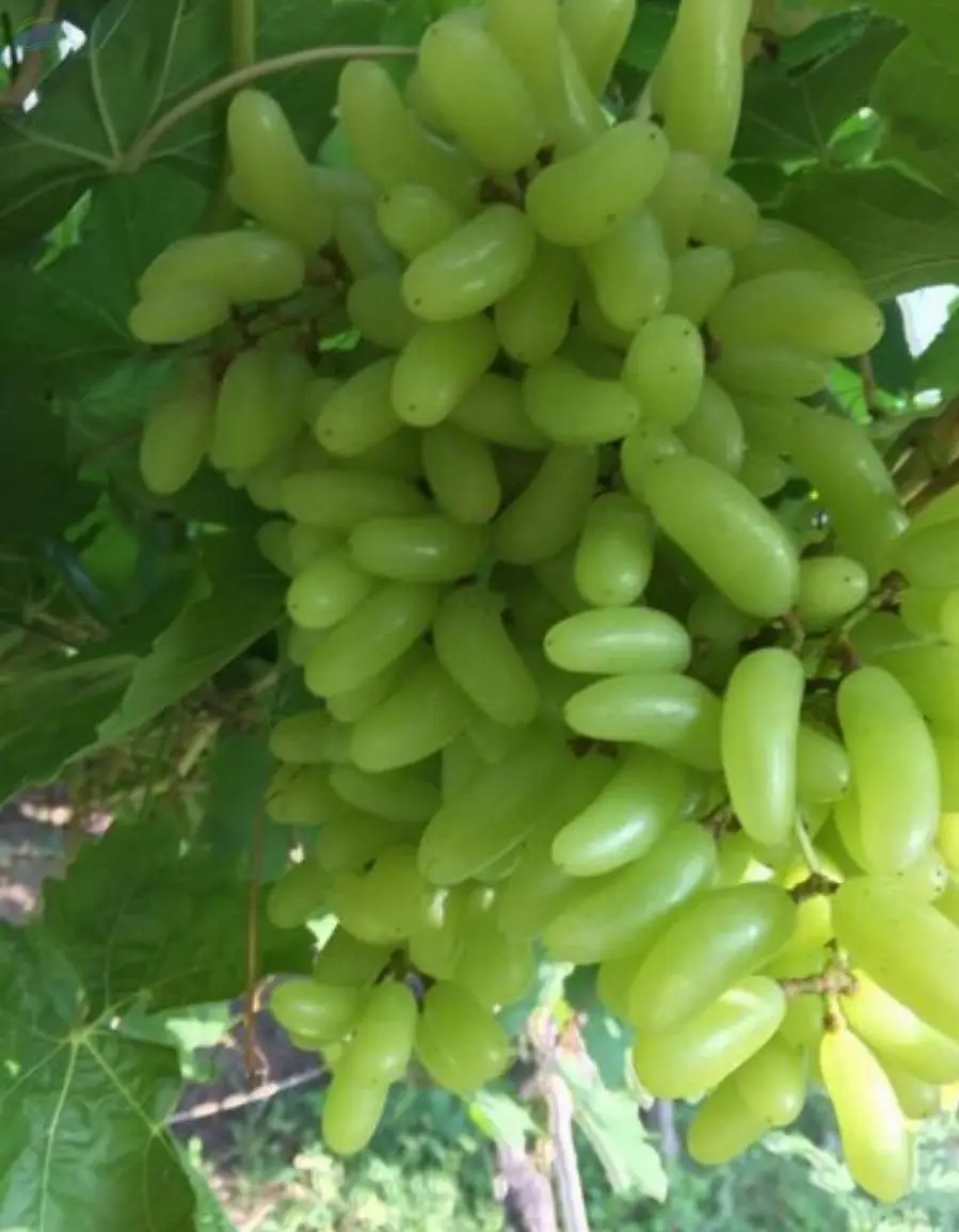 A Grade Grapes