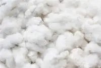 Cotton