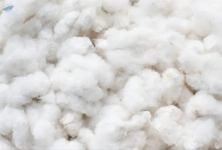 Cotton