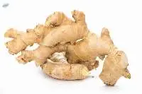 Zingiber Officinale (Balinese Giant Ginger)