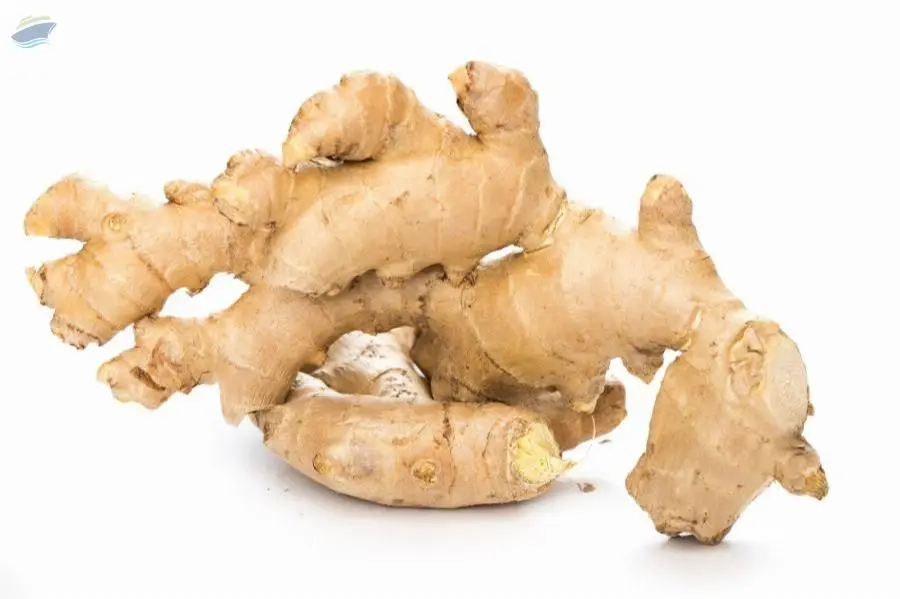 Zingiber Officinale (Balinese Giant Ginger)
