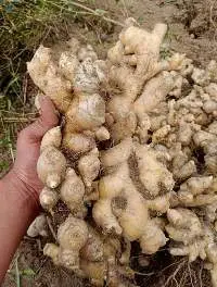 Zingiber Officinale (Sumateran Giant Ginger)