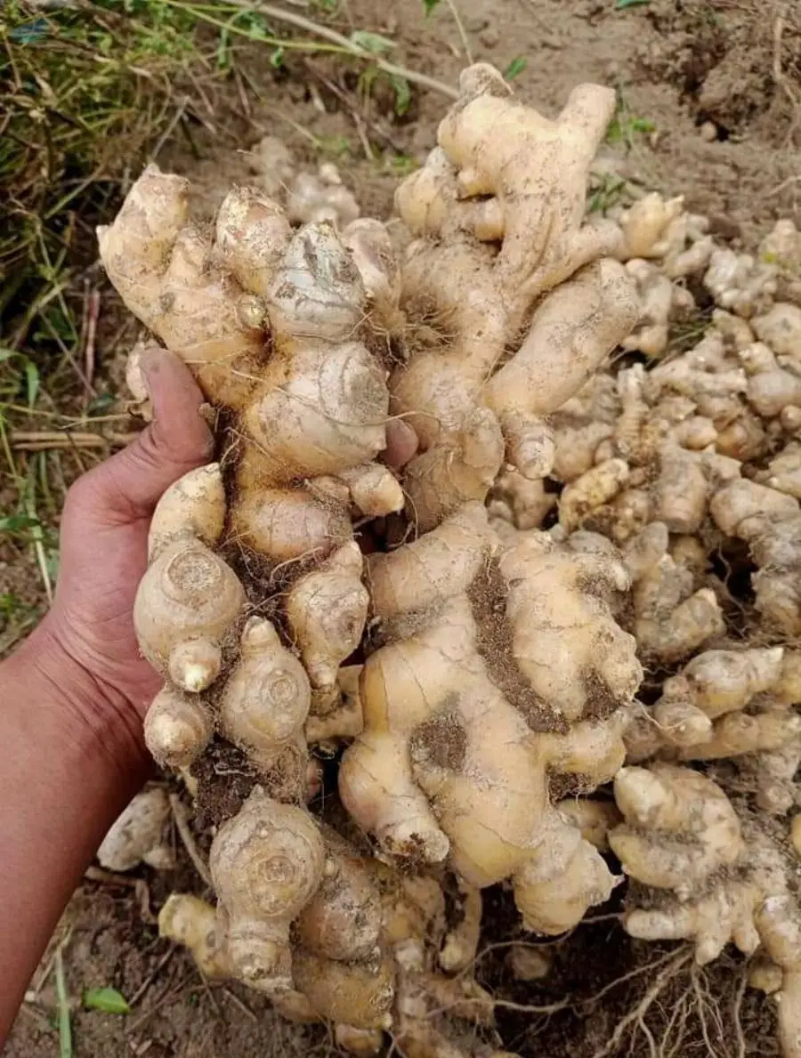 Zingiber Officinale (Sumateran Giant Ginger)