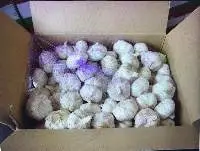 Garlic