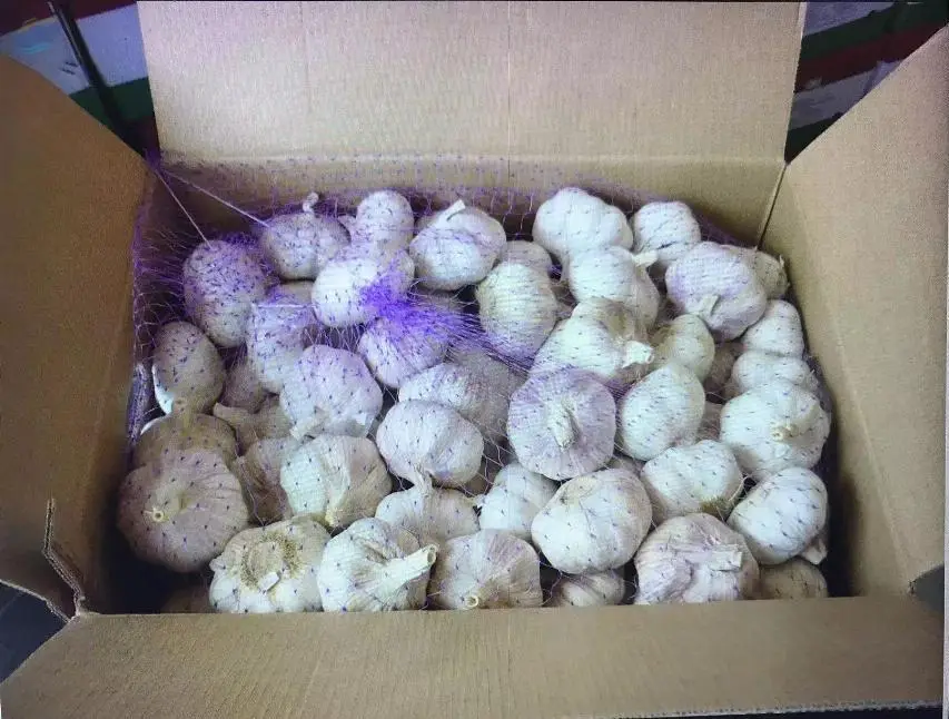 Garlic